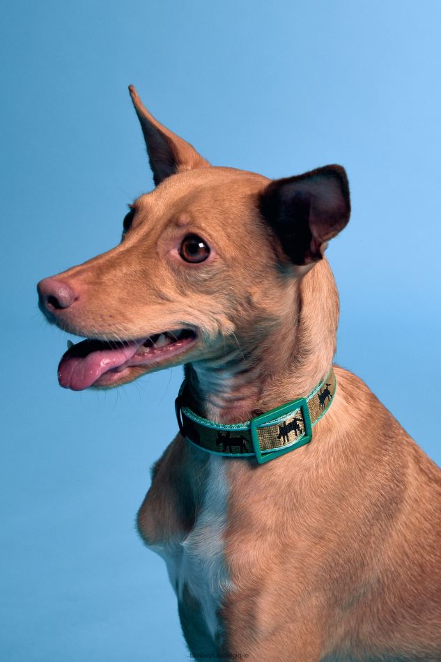 accessoires Bimba Y Lola collier à logo pour animal de compagnie kaki HV4486968