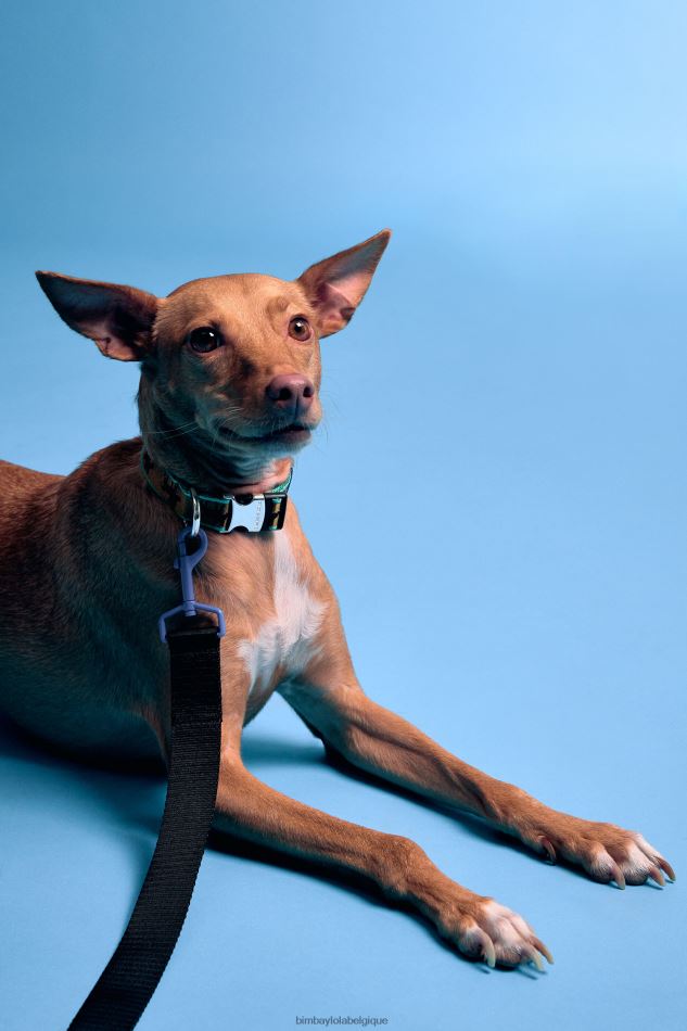 accessoires Bimba Y Lola logo laisse pour animaux de compagnie noir HV4486973